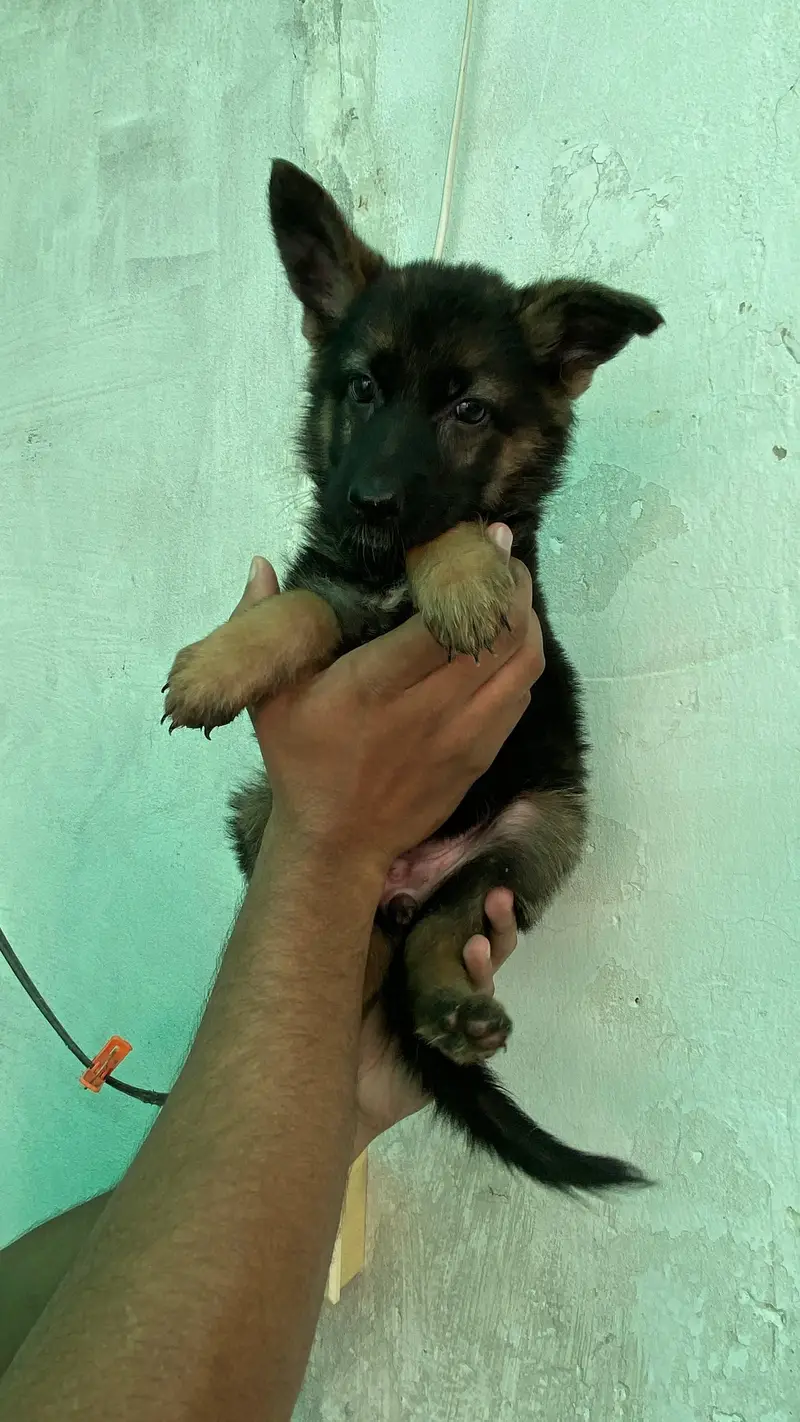 German Shepherd puppy — photo 7
