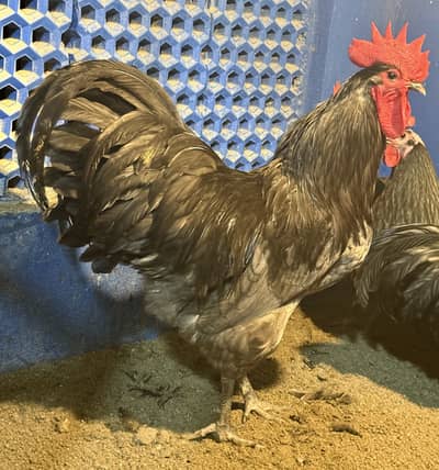 Heritage Australorp Chicks and eggs