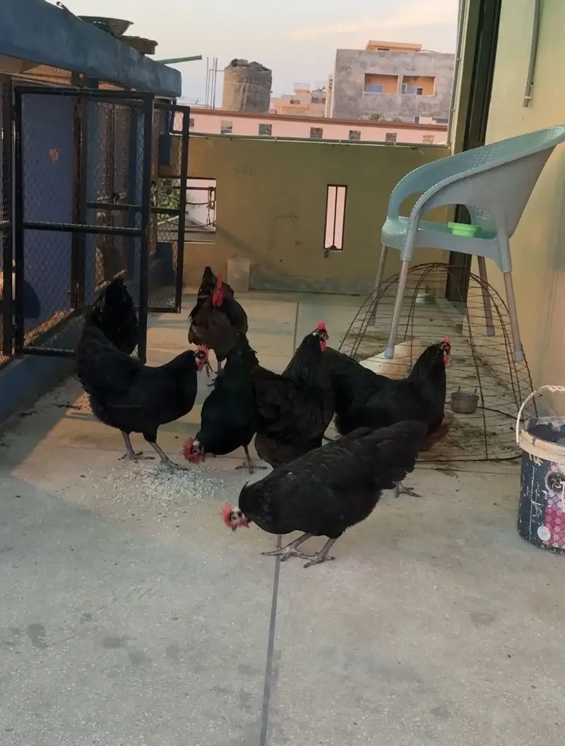 Heritage Australorp Chicks and eggs — photo 3