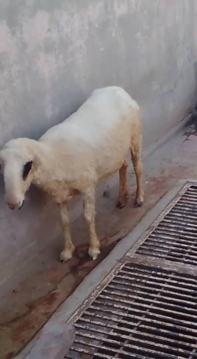Bheer for sale