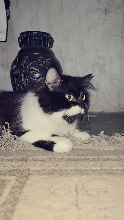 for loving cat