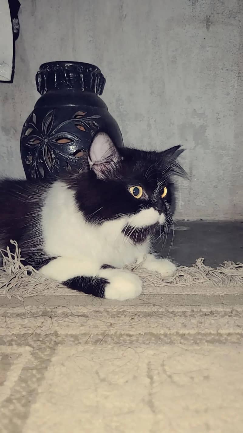 for loving cat 0