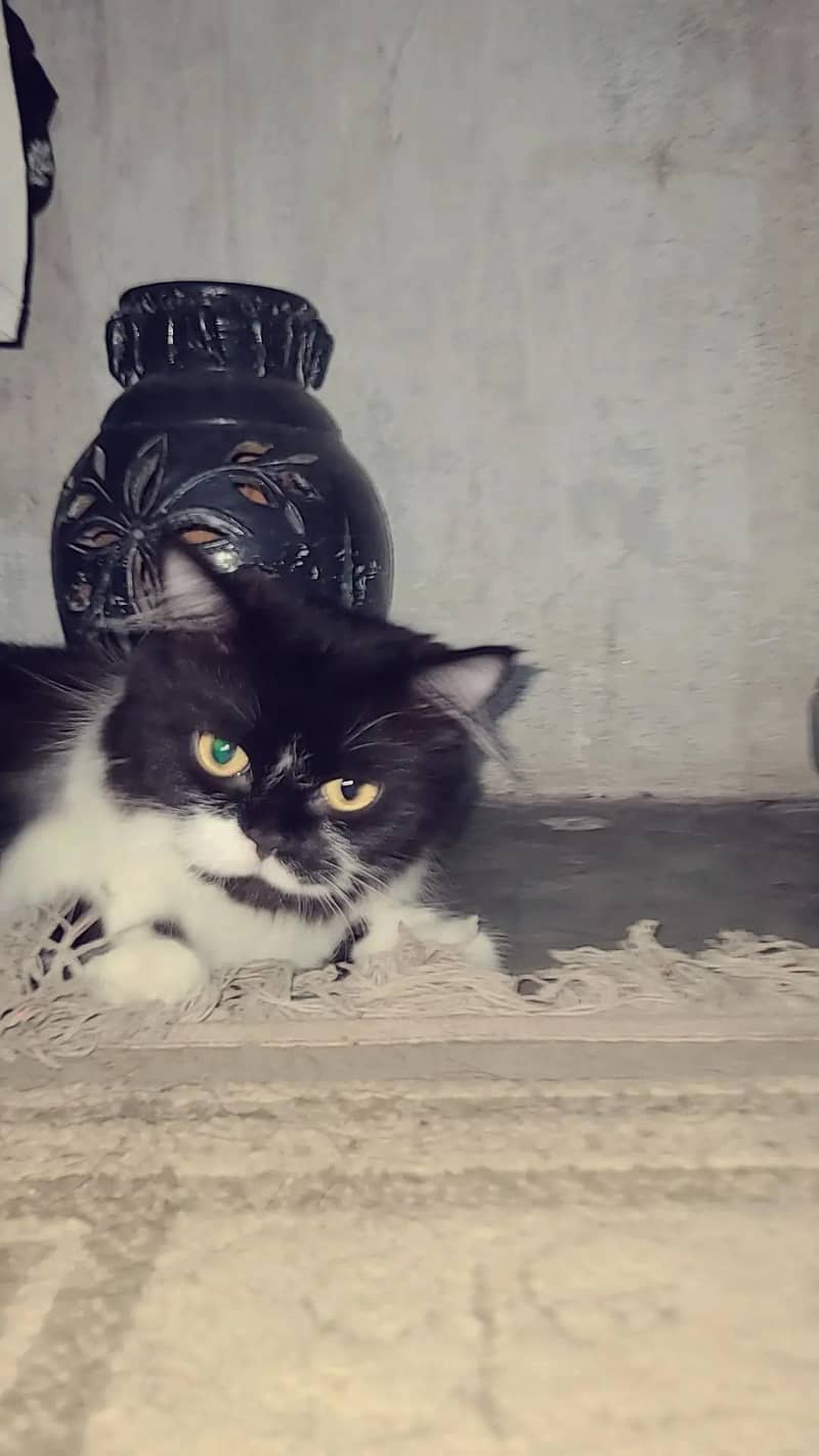 for loving cat 1