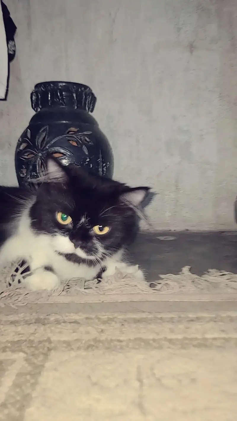 for loving cat — photo 2