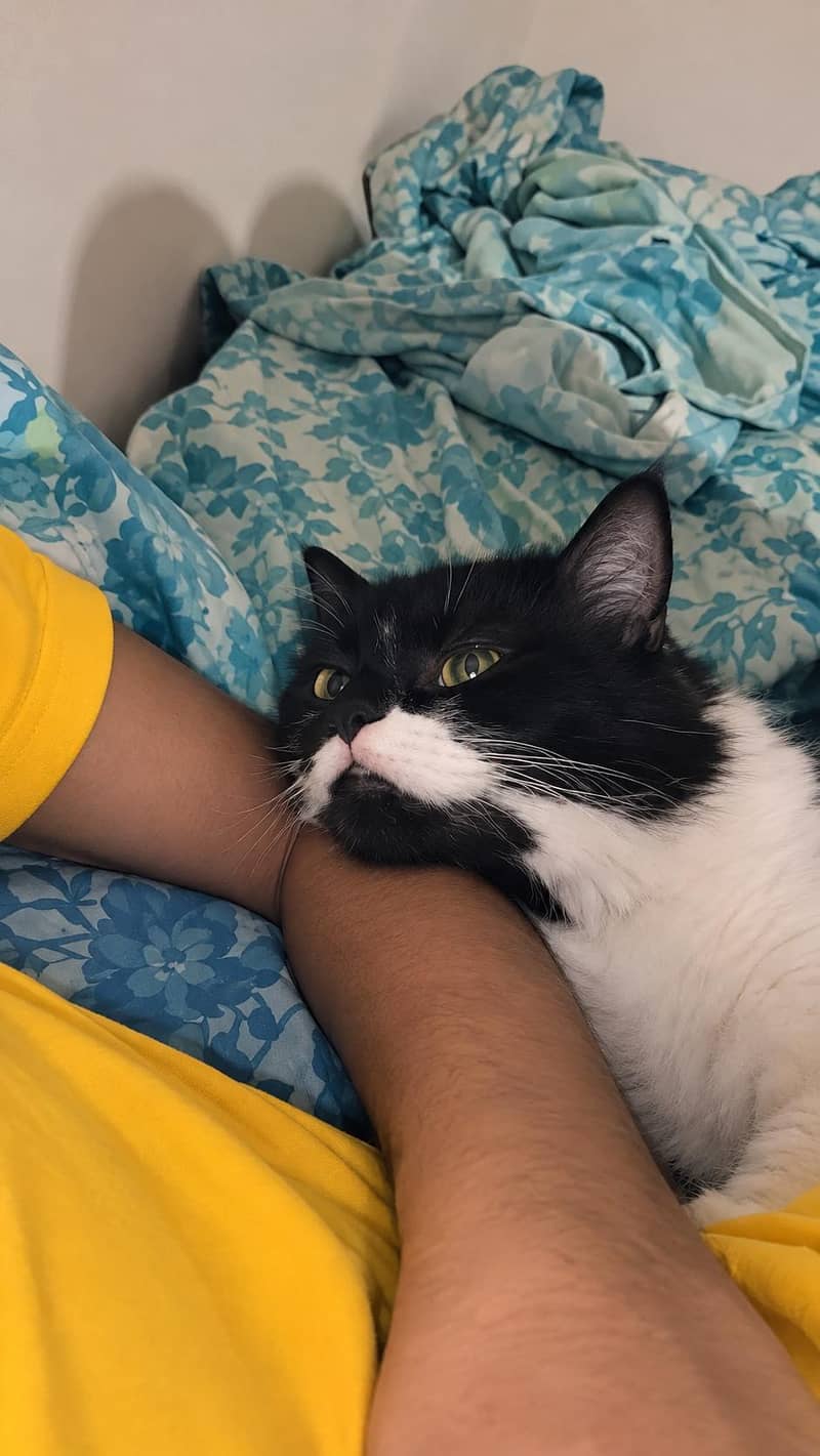 for loving cat 2