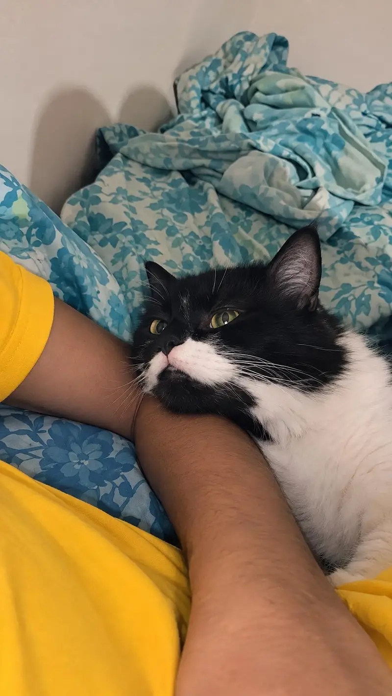 for loving cat — photo 3