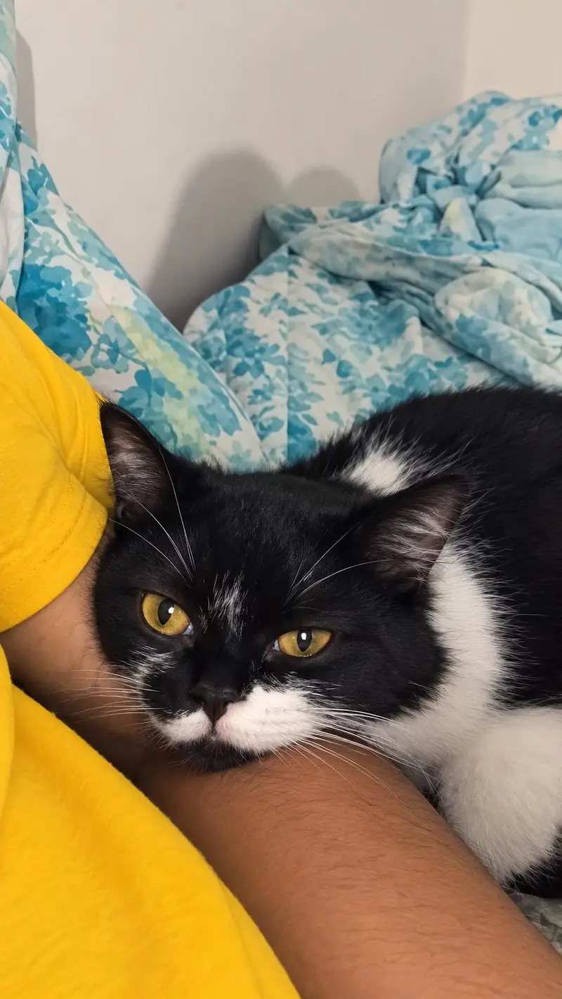 for loving cat — photo 4