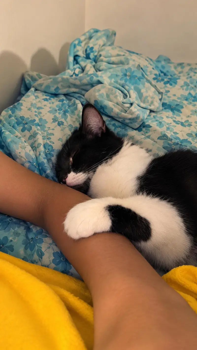 for loving cat — photo 5