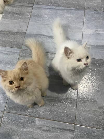 Persian Cats White and Brown