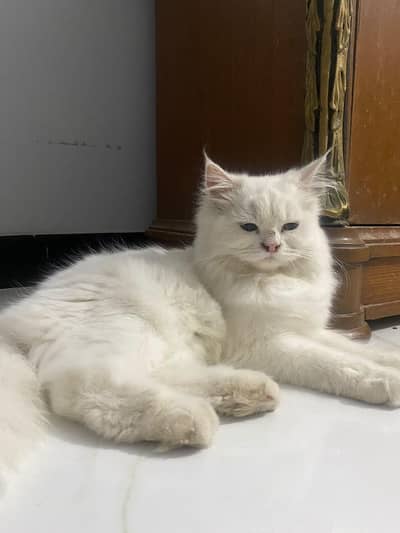 Persian Cats White and Brown
