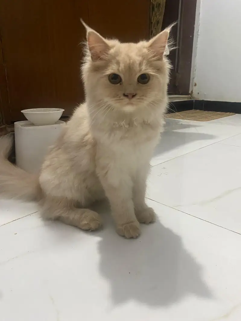 Persian Cats White and Brown — photo 4