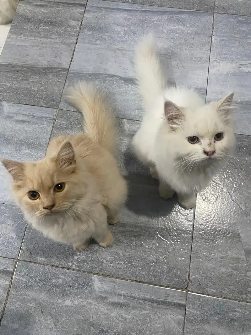 Persian Cats White and Brown — photo 6