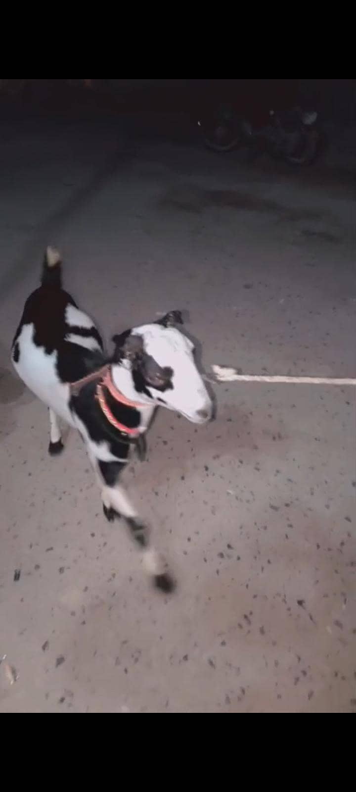 tedi bakra 0