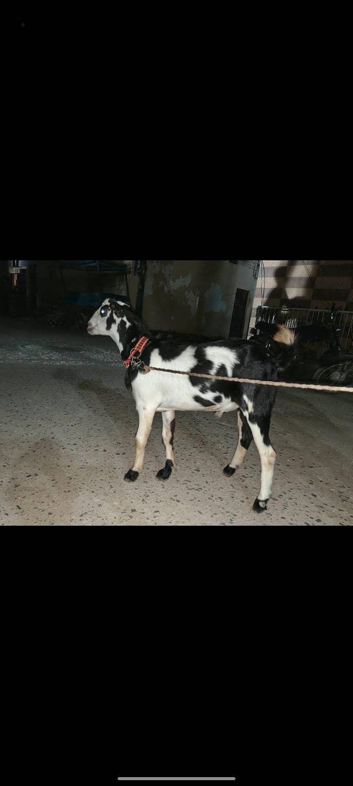 tedi bakra 1