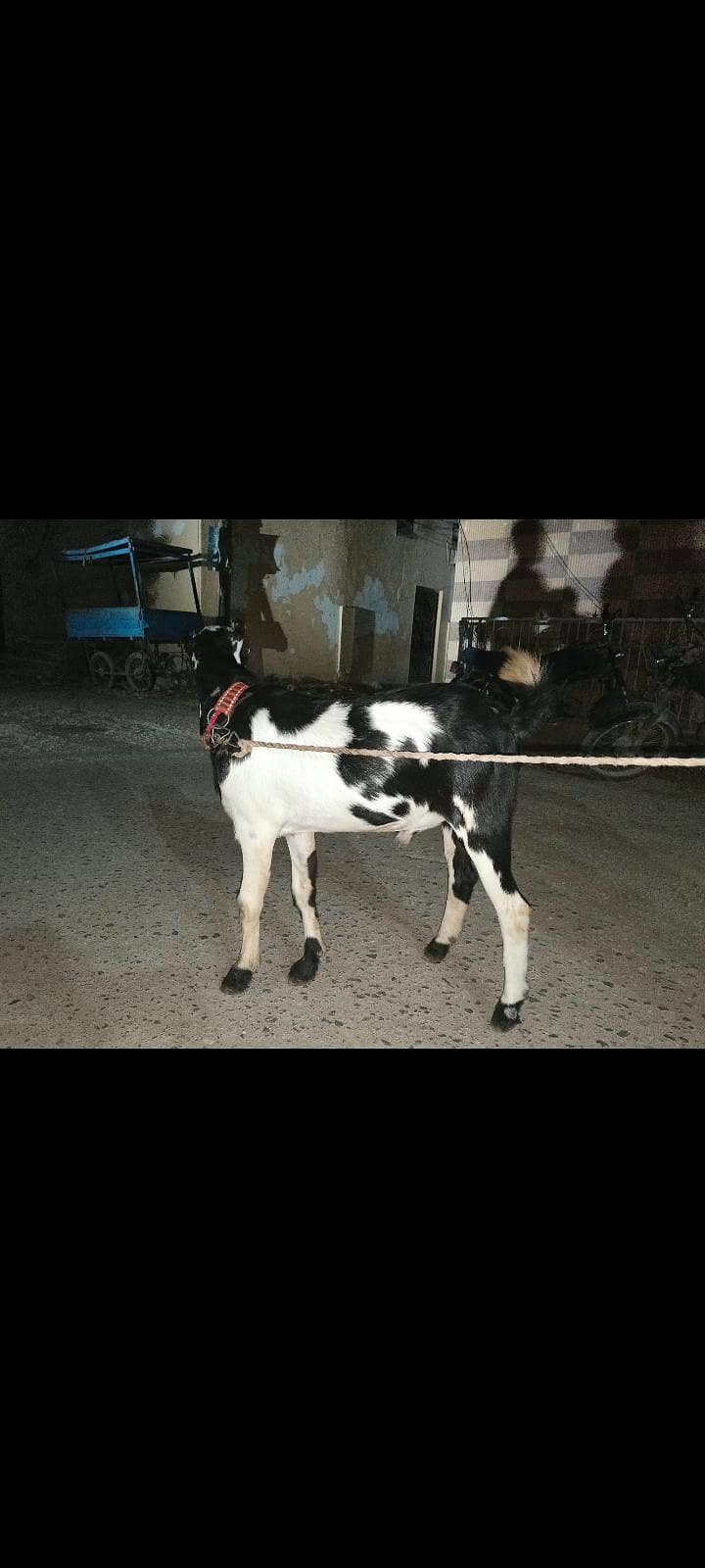 tedi bakra 2