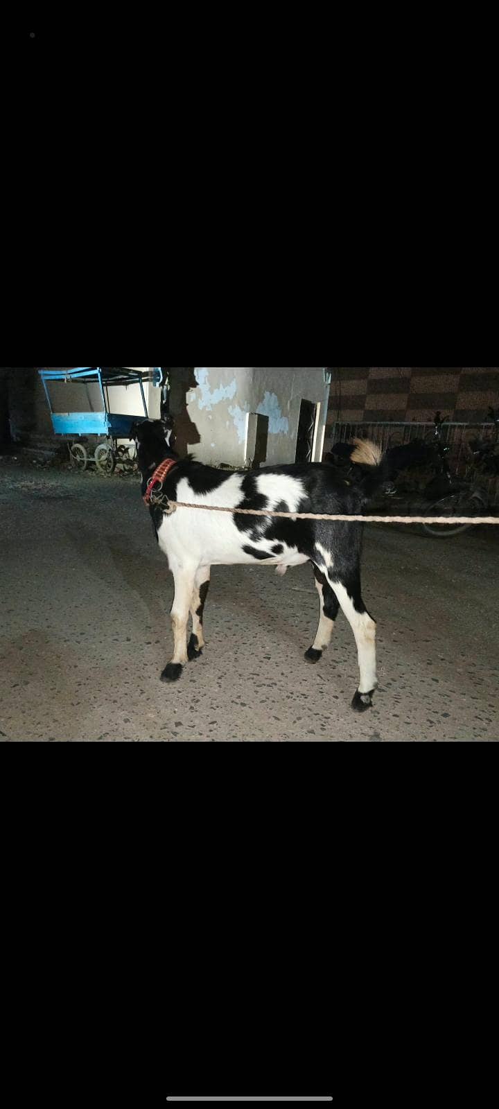 tedi bakra 3