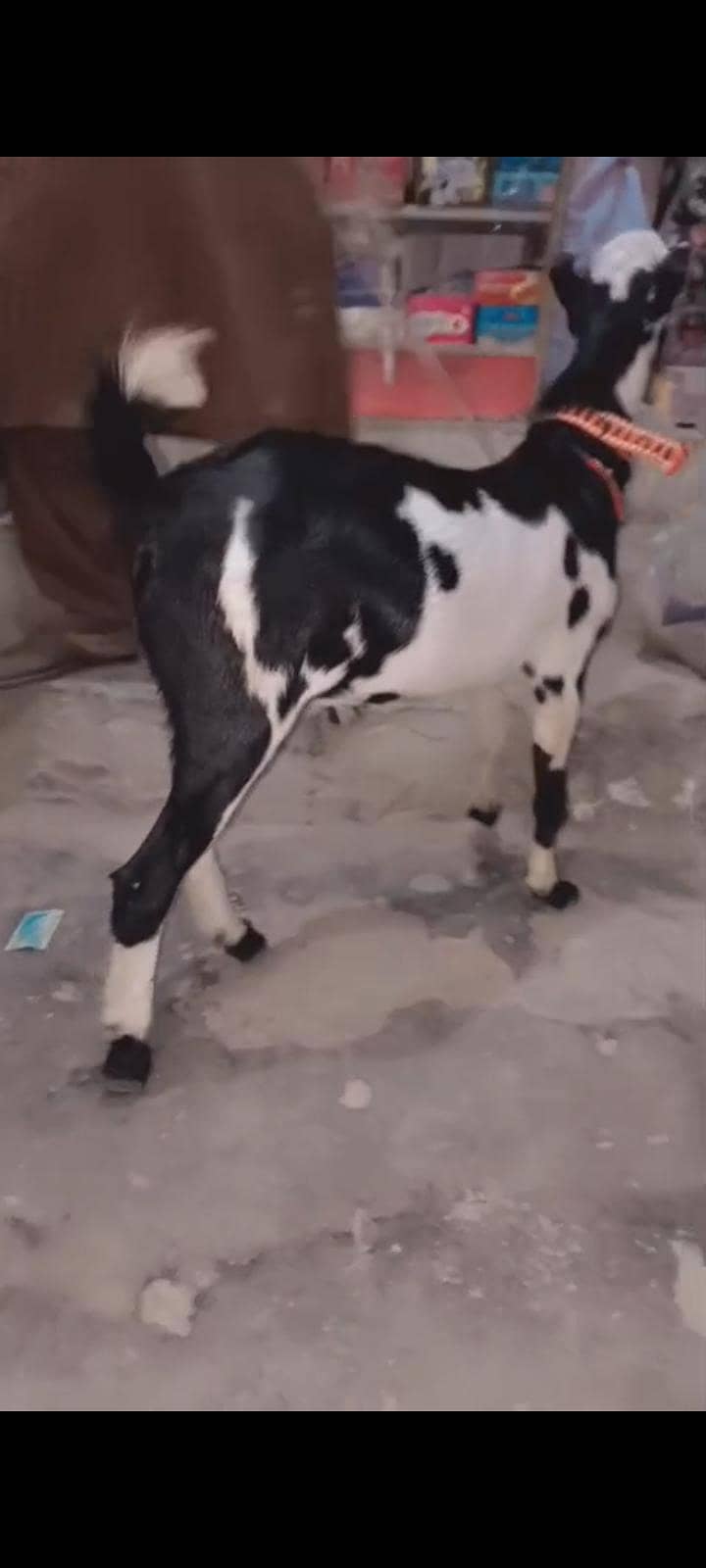 tedi bakra 4