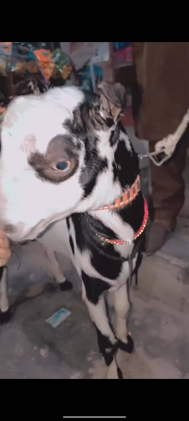tedi bakra 5