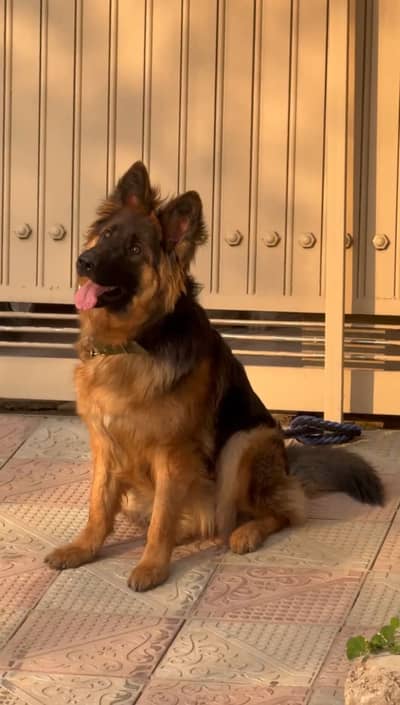 GSD breeder female