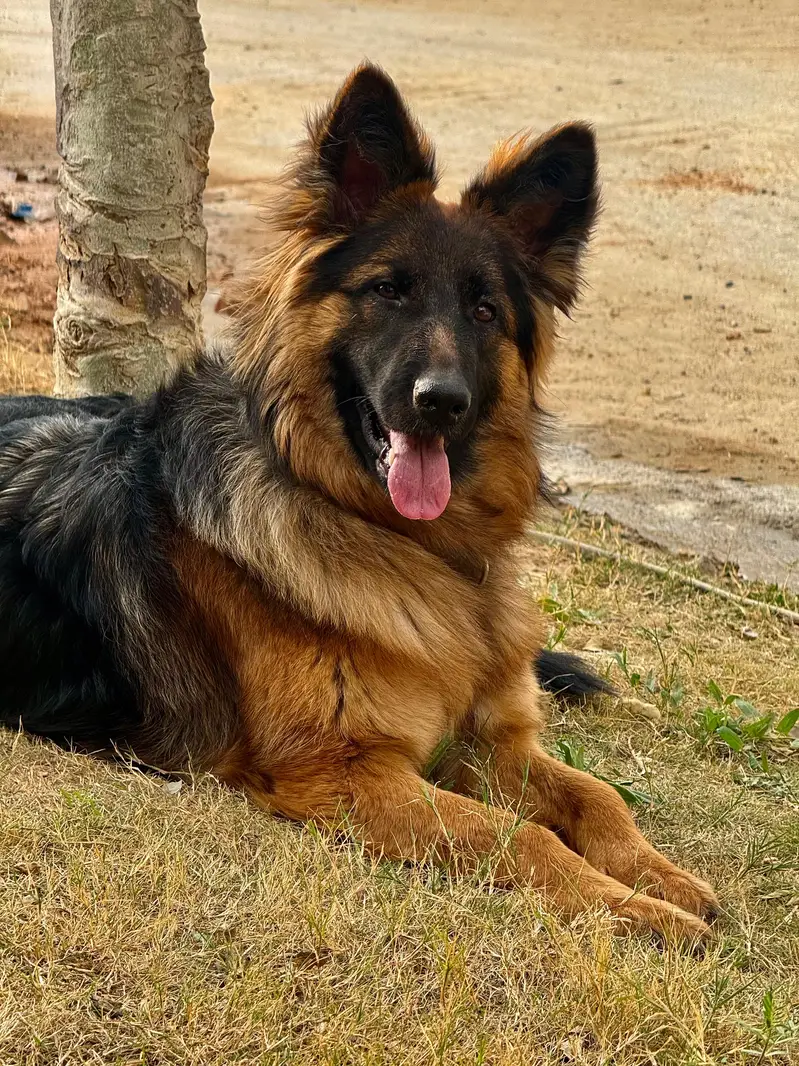 GSD breeder female — photo 2