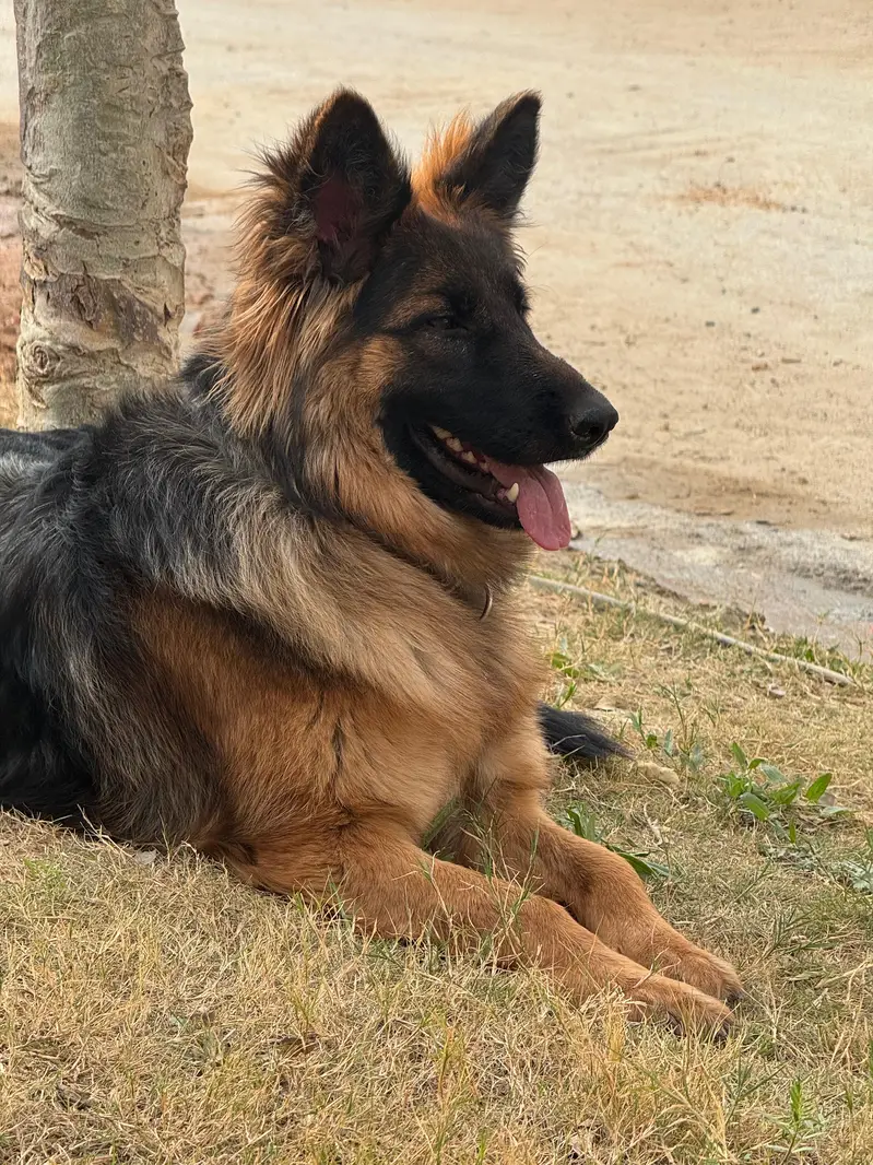 GSD breeder female — photo 3
