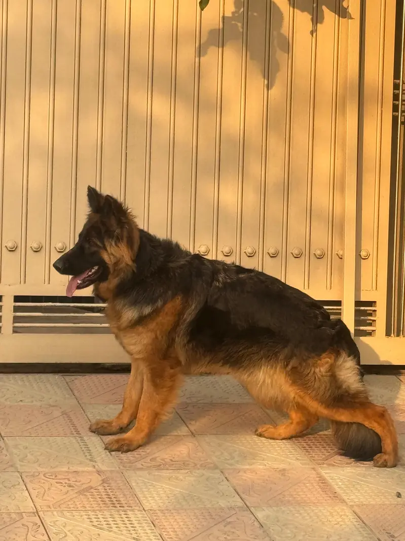 GSD breeder female — photo 4