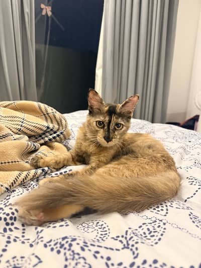 Kittens up for adoption
