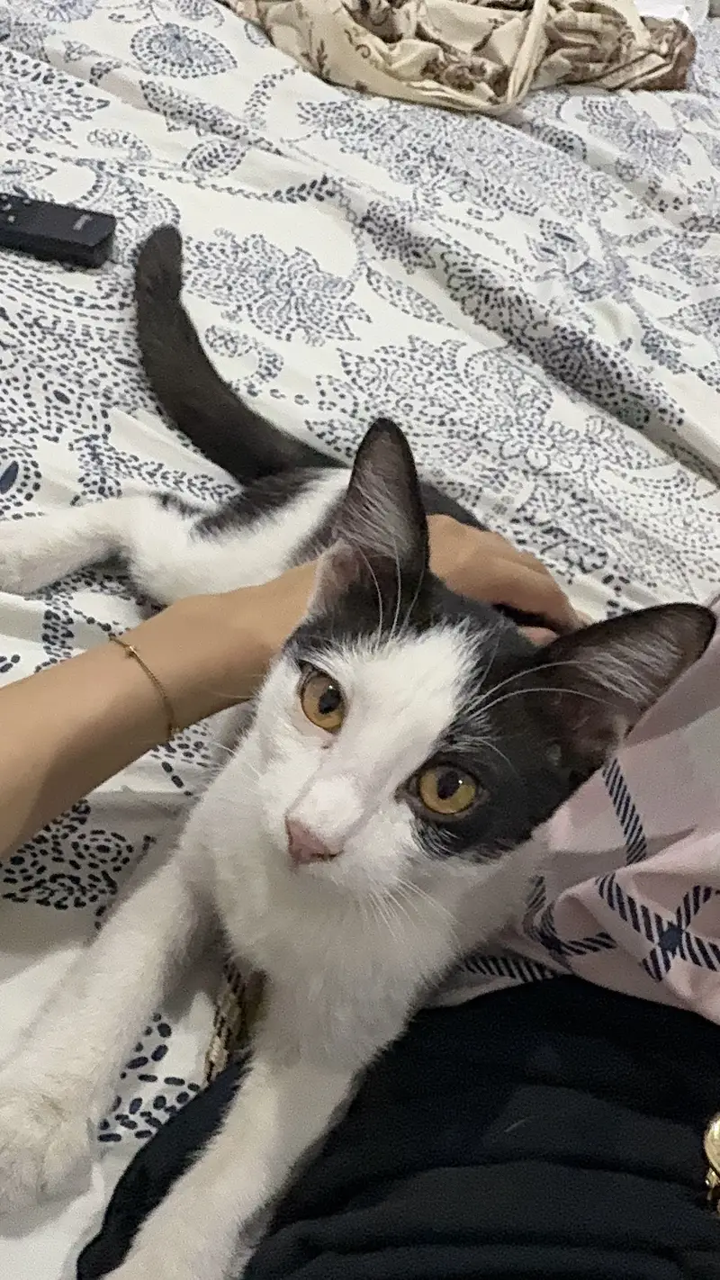 Kittens up for adoption — photo 2