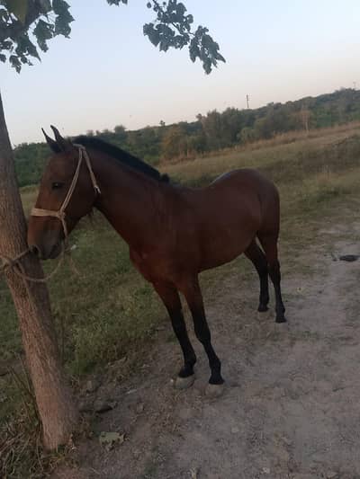 Bay strong stallion