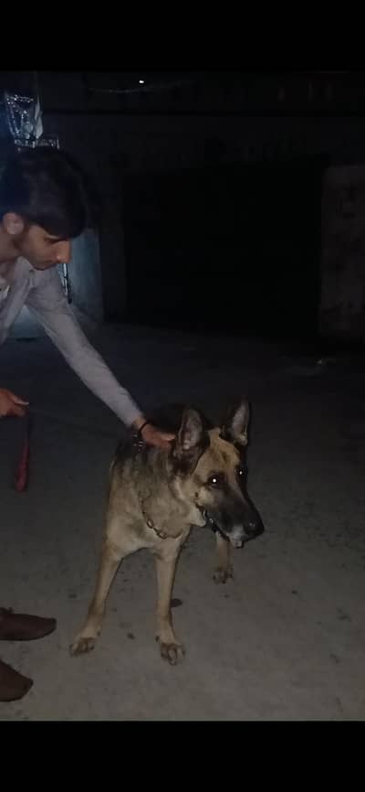 german sheffered