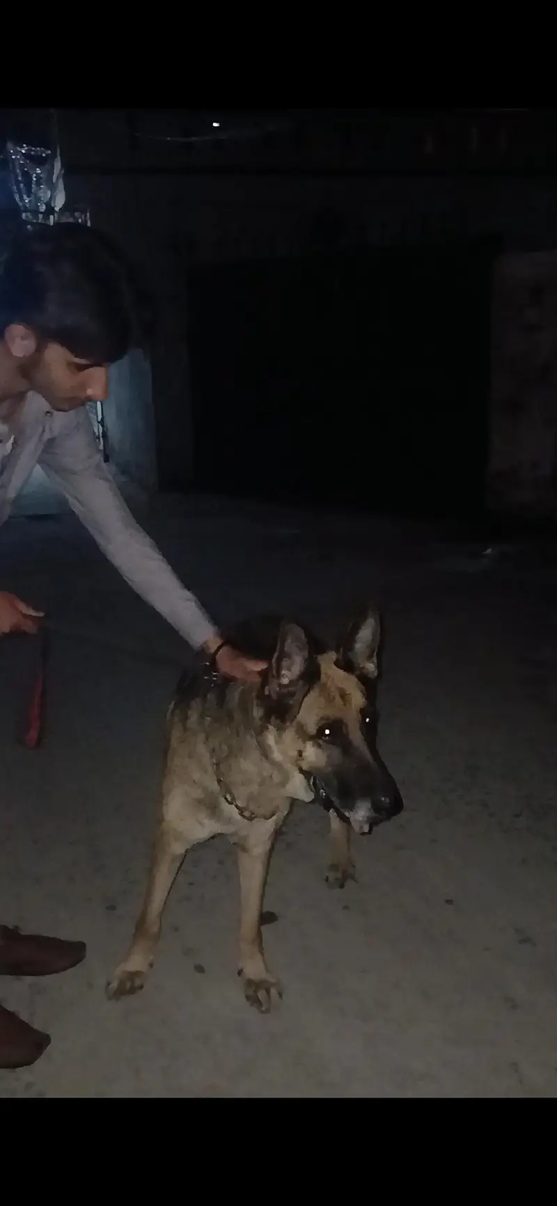 german sheffered