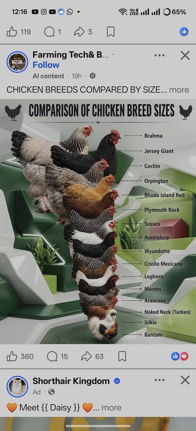 Rooster's for sale