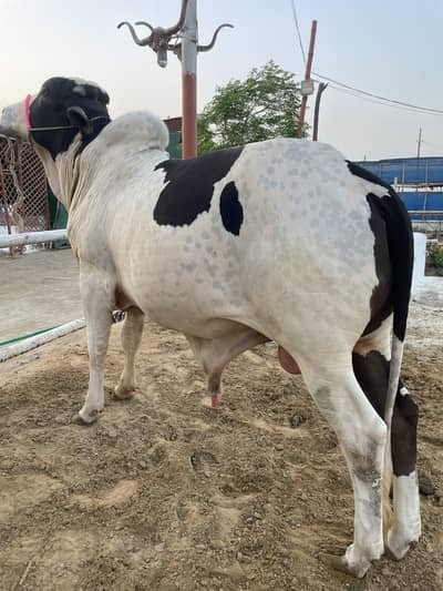 1 Cholistani Ablak kheera Bull