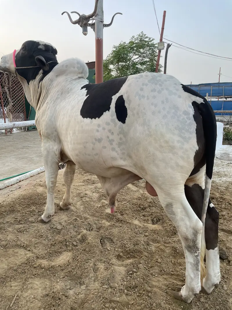 1 Cholistani Ablak kheera Bull