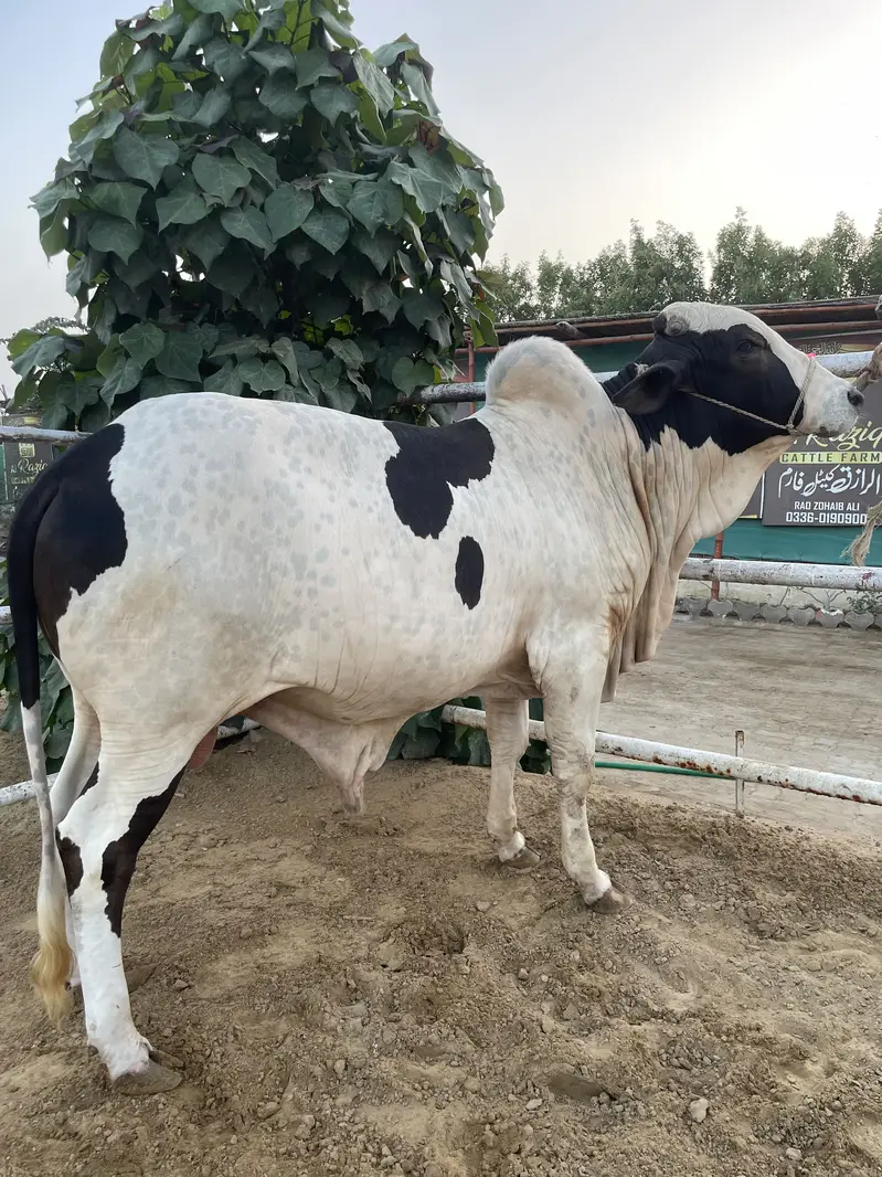 1 Cholistani Ablak kheera Bull — photo 2