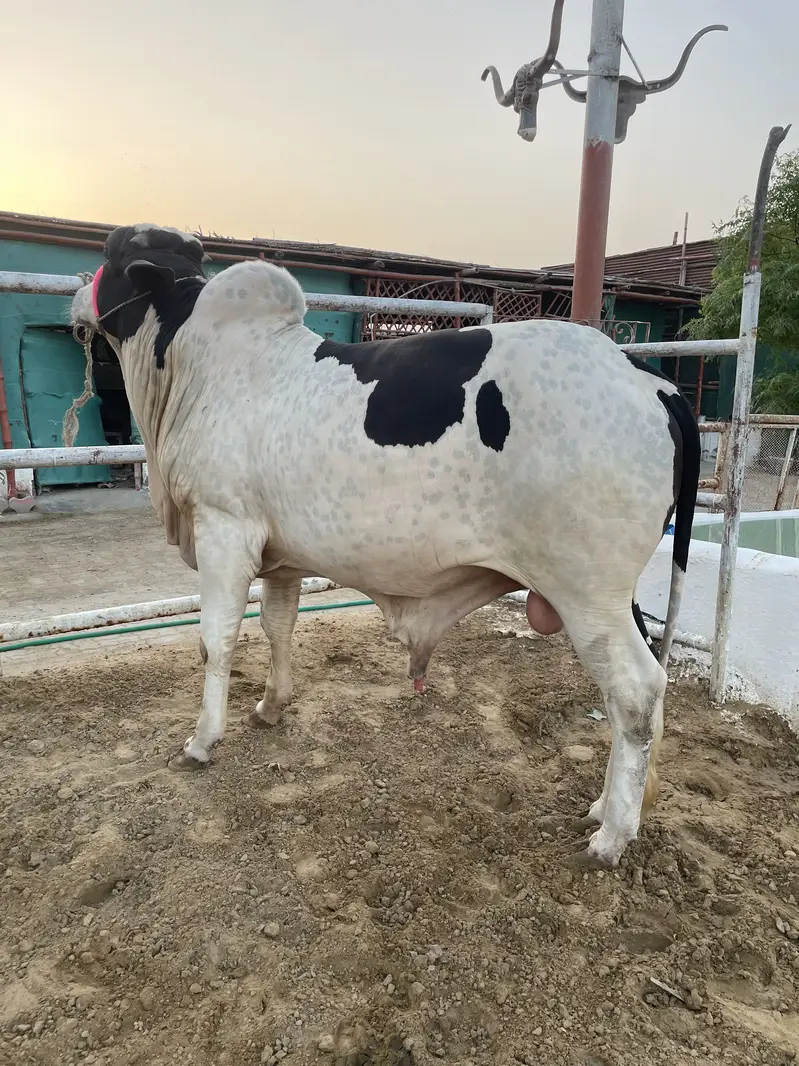 1 Cholistani Ablak kheera Bull — photo 3