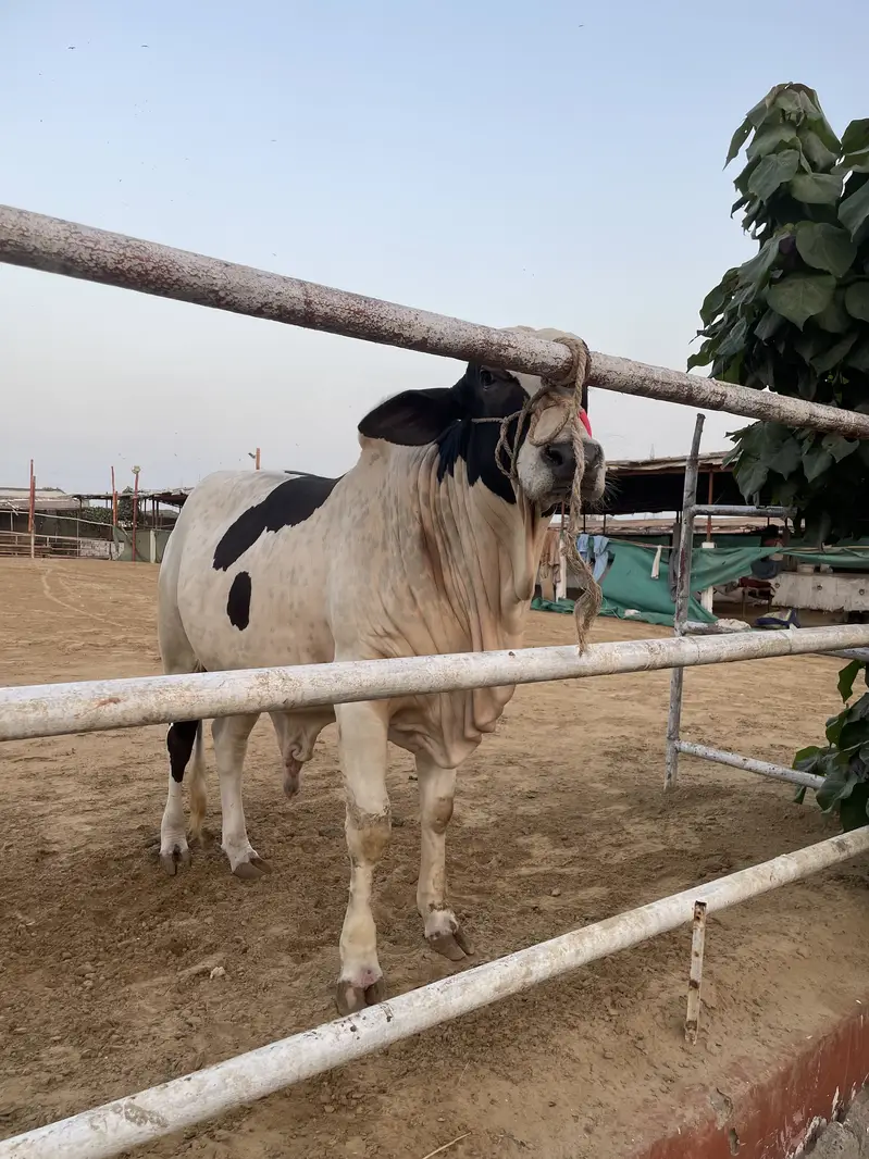 1 Cholistani Ablak kheera Bull — photo 4