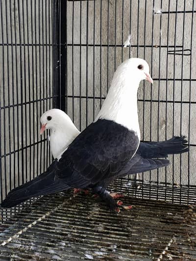 karblie breeder pair 100 grunted