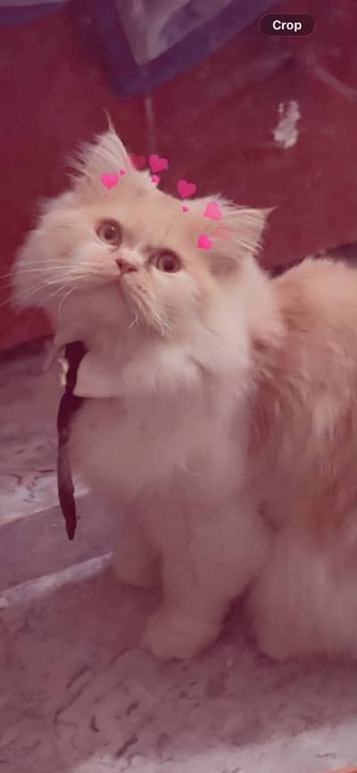 Cat for Sale in gujrat