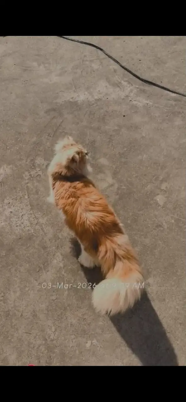 Cat for Sale in gujrat — photo 3