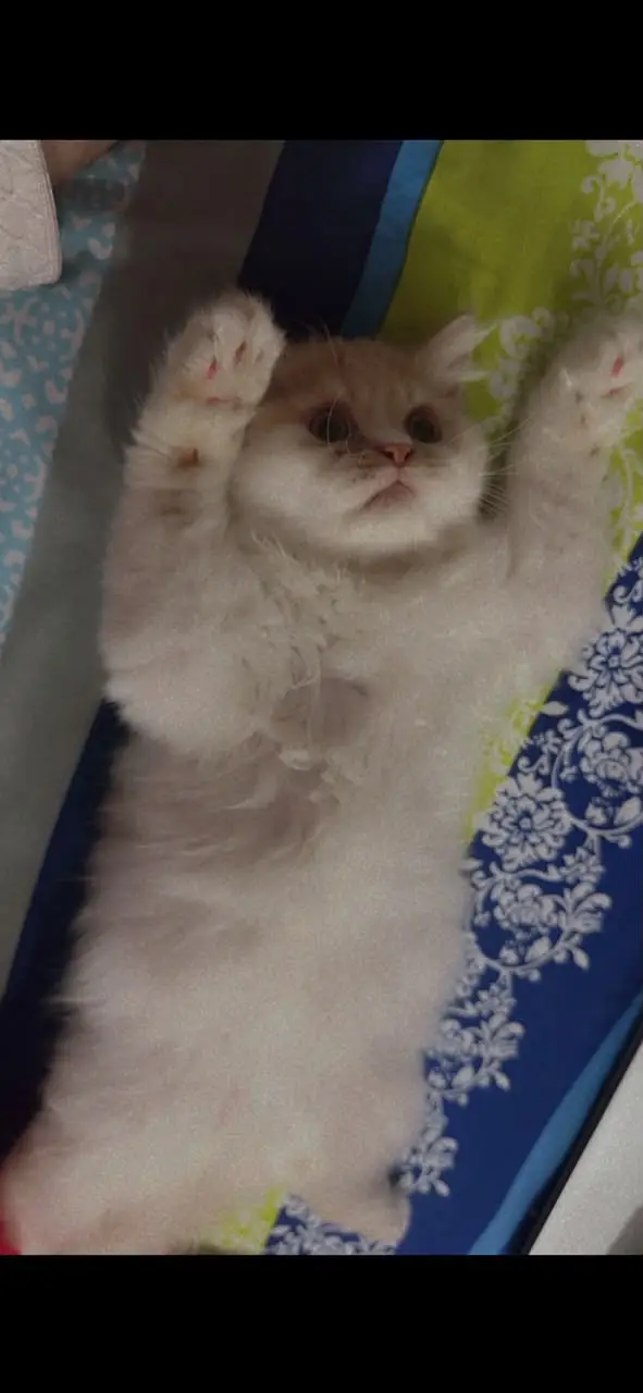 Cat for Sale in gujrat — photo 4