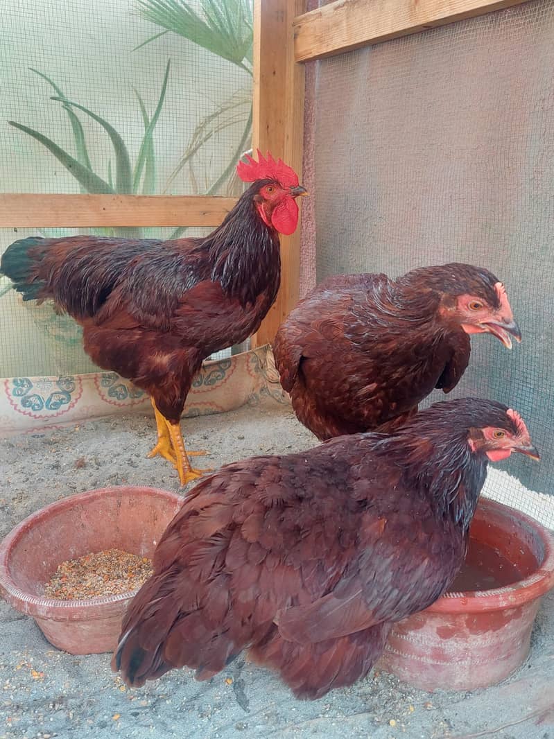 Rhode Island Red (Harritage ) - Hens - 1120809785