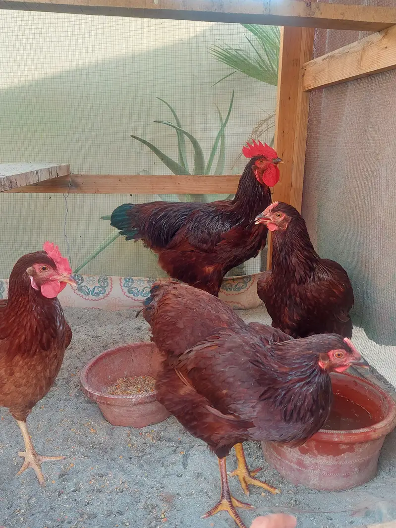 Rhode Island Red (Harritage ) — photo 2