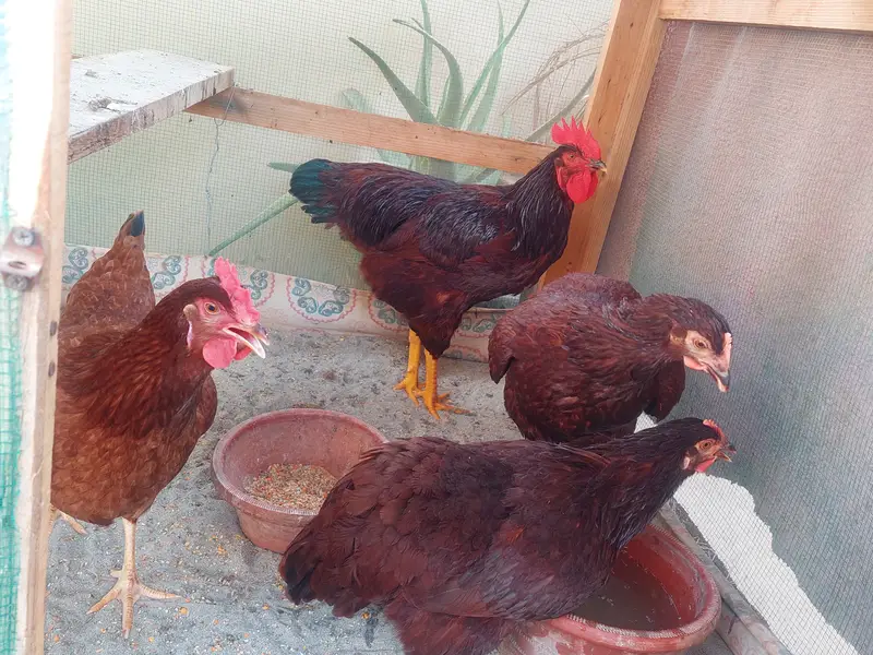 Rhode Island Red (Harritage ) — photo 3
