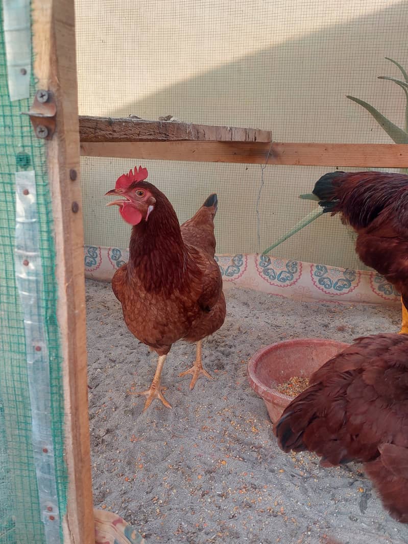 Rhode Island Red (Harritage ) - Hens - 1120809785