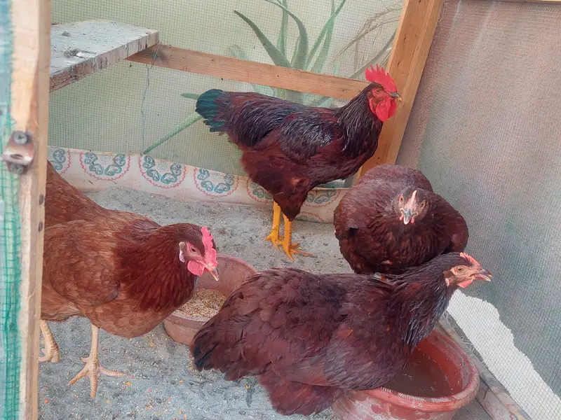 Rhode Island Red (Harritage ) — photo 5