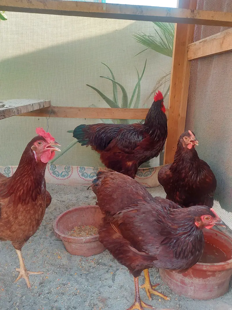 Rhode Island Red (Harritage ) — photo 6