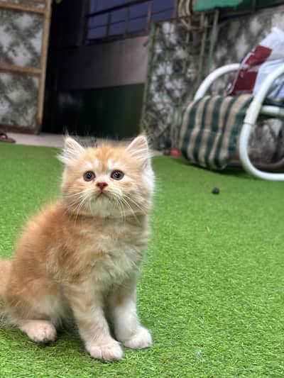 Persian semi punch/punch face kittens male female both available