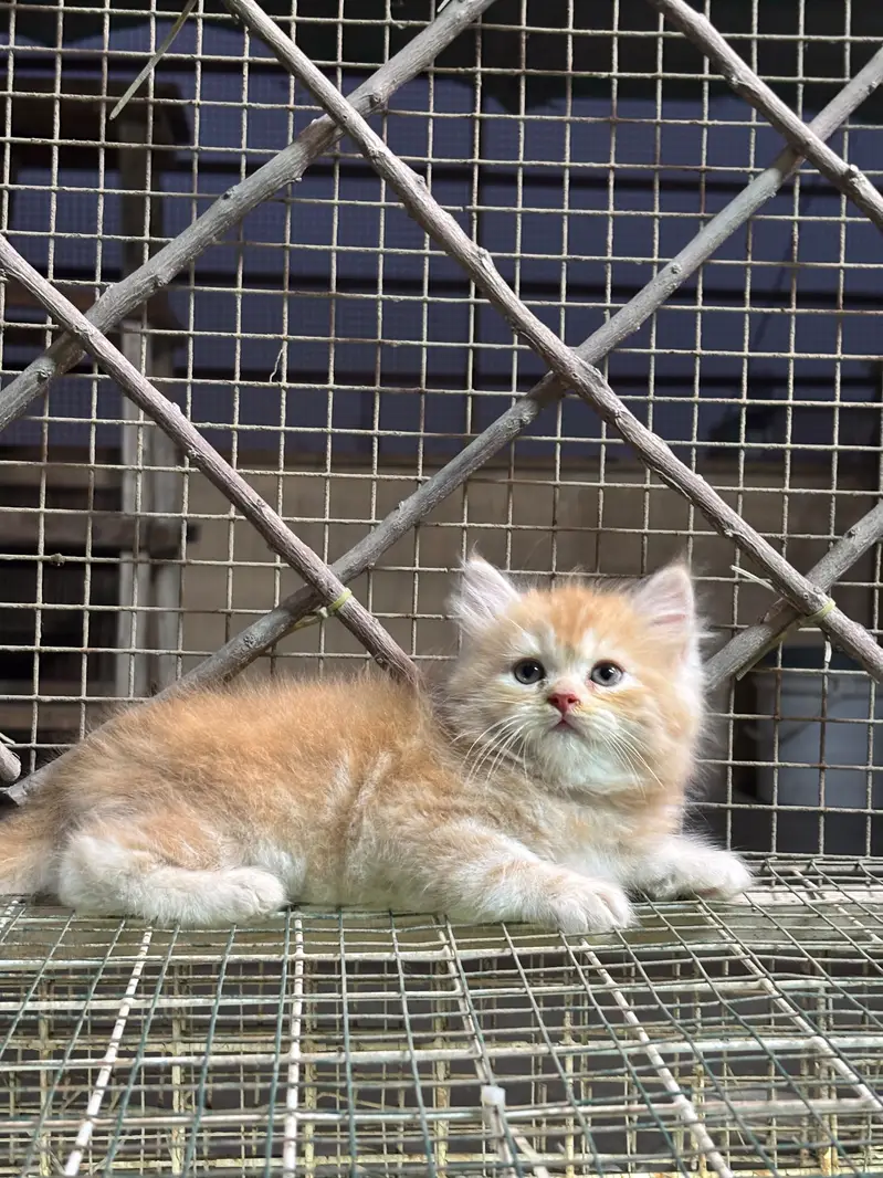 Persian semi punch/punch face kittens male female both available — photo 2