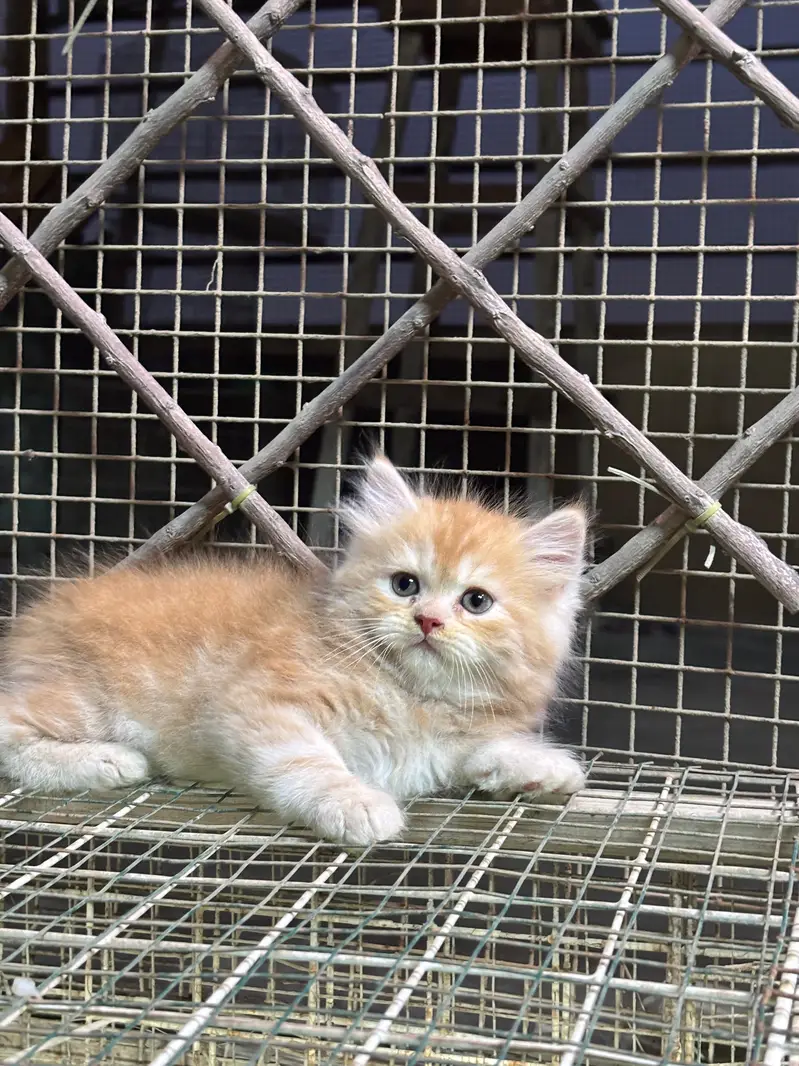 Persian semi punch/punch face kittens male female both available — photo 3